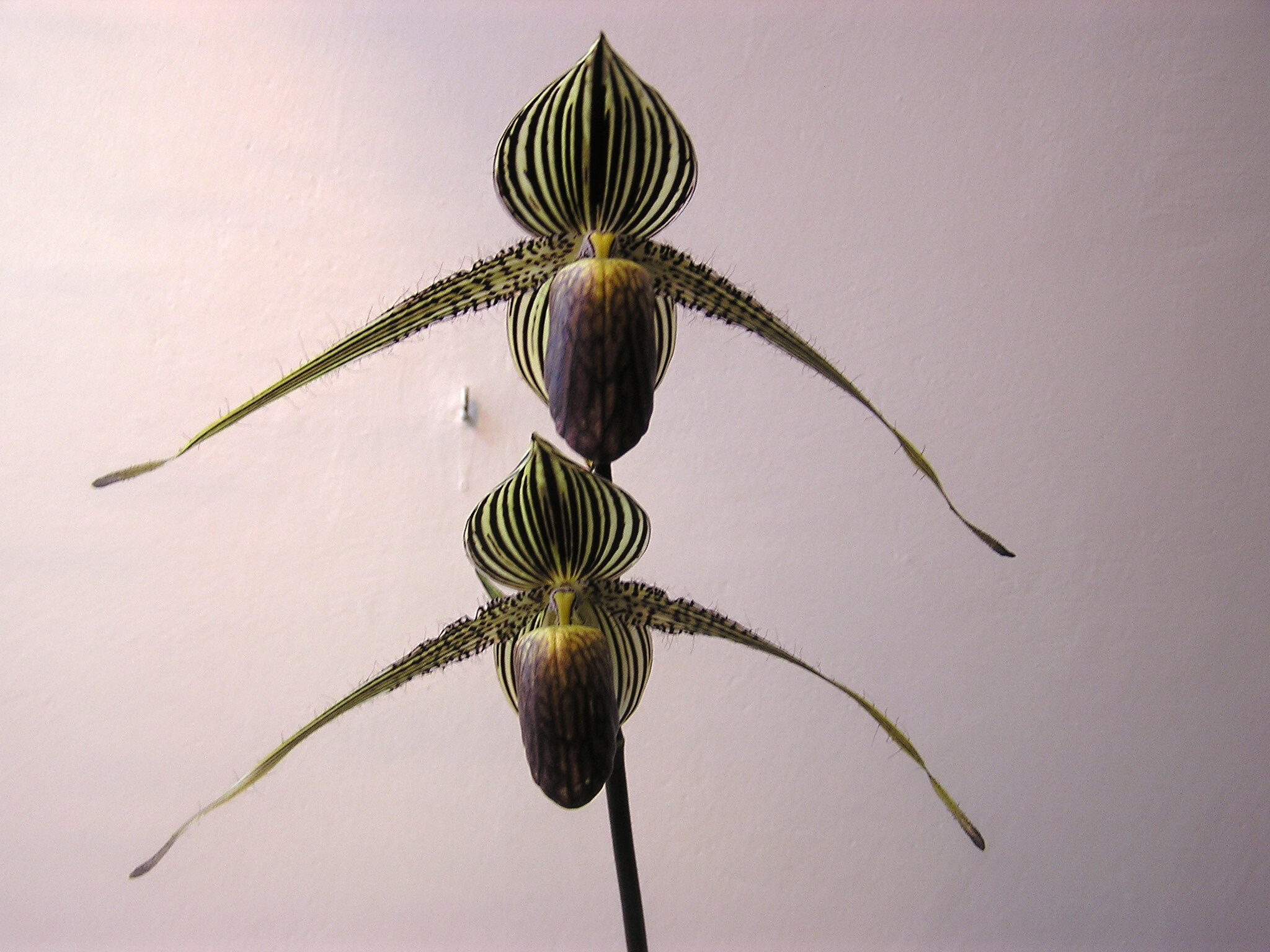P.rotschildianum