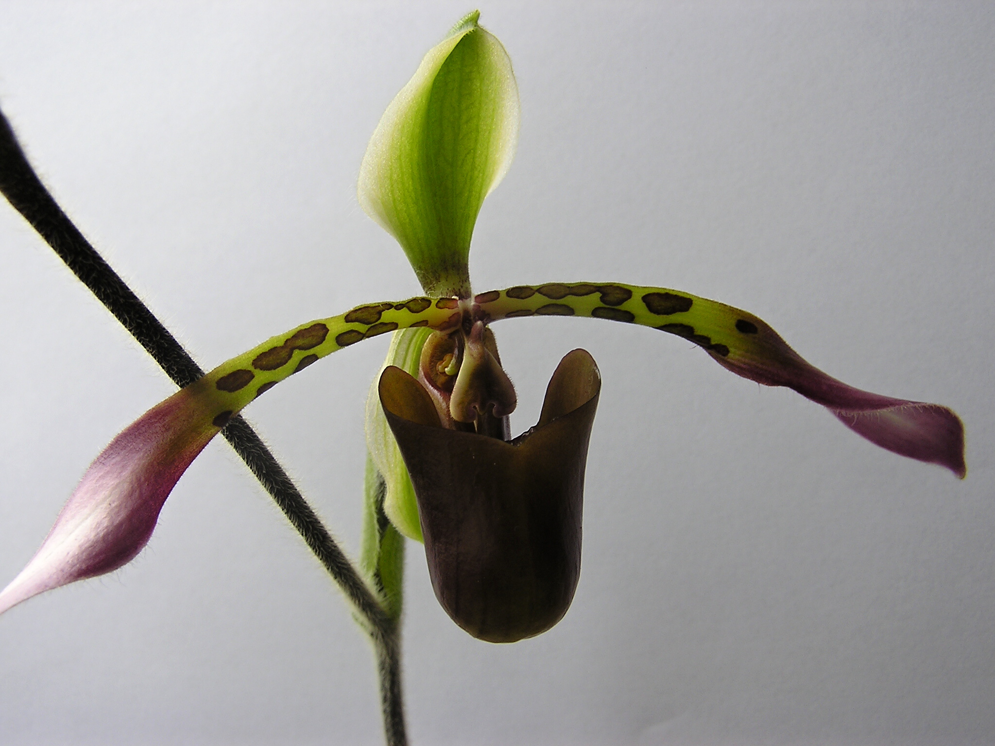 Paph. lowii